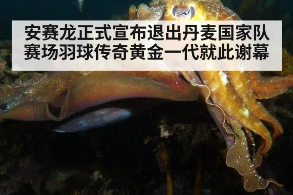 安赛龙正式宣布退出丹麦国家队赛场羽球传奇黄金一代就此谢幕